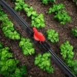 Copadri 12 Pieces 1/2 Inch Drip Irrigation Valve Fittings, 1/2'' Barbed Shut Off Valve for 1/2 Inch Irrigation Tubing (1/2" ID x 0.640" OD) Anti-leak Straight Irrigation Parts for Garden System