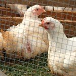 Garden Zone 36 Inches x 25 Feet - 1 x 2-Inch Openings, 14-Gauge - Galvanized Welded Wire Fencing - For Cages and Fencing for Rabbits, Gardens, Cattle Panels