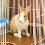 4Pcs Spring Cage Latch Door Spring Latch Hook for Rabbit Cages Metal Finger Spring Latch Hook for Fixing Small Animal, Dog, Cat, Parrot, Guinea Pig