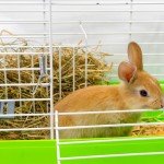 4Pcs Spring Cage Latch Door Spring Latch Hook for Rabbit Cages Metal Finger Spring Latch Hook for Fixing Small Animal, Dog, Cat, Parrot, Guinea Pig