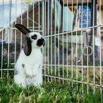 10Pcs Spring Cage Latch Door Spring Latch Hook for Rabbit Cages Metal Finger Spring Latch Hook for Fixing Small Animal, Dog, Cat, Parrot, Guinea Pig, Bunny,Parrot Hedgehog Cage Door