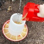 Pecking Order 9669 Feed Scoop, Red