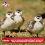 Kalmbach Feeds 20% Flock Maker Crumbles for Mixed Flocks of Poultry, 50 lb