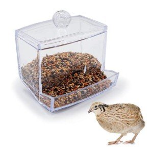 Button Quail Transparent Automatic Feeder Feed Box Seed Food Container