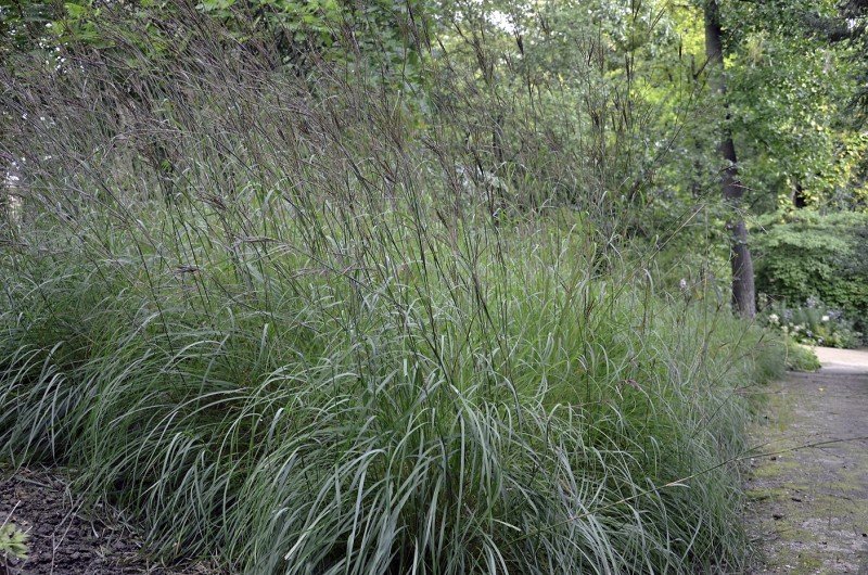 Quail Food Plot - Seed Mix