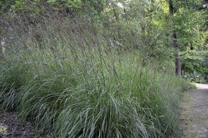 500 Big Bluestem Wildlife Food Plot Seeds Quail Livestock Forage 