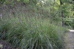 500 Big Bluestem Wildlife Food Plot Seeds Quail Livestock Forage 