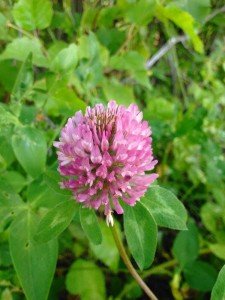 300+ Seeds Medium Red Clover Seed Cover Crop Rabbit Quail Turkey Food Plot
