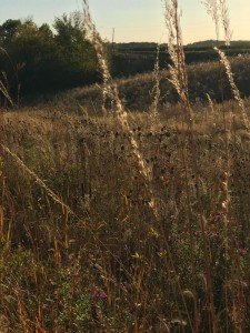 Indiangrass Native Grass Seed - 1/4 Acre Bag - Deer and Upland Bird Cover