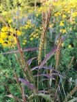 Indiangrass Native Grass Seed - 1/4 Acre Bag - Deer and Upland Bird Cover