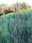 Indiangrass Native Grass Seed - 1/4 Acre Bag - Deer and Upland Bird Cover