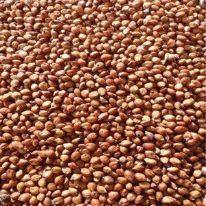SeedRanch Egyptian Wheat Seed "Excellent for Quail" - 25 Lbs.