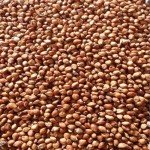 SeedRanch Egyptian Wheat Seed "Excellent for Quail" - 25 Lbs.
