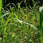 BioLogic Whistle Back Quail Food Plot Seed, Ideal for Bird Species, Quail, Turkeys, Pheasants, Doves & Waterfowl, Diversify and Promote Wildlife Growth, 10 lb Bag Plants 1/4 Acre