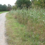 BioLogic Whistle Back Quail Food Plot Seed, Ideal for Bird Species, Quail, Turkeys, Pheasants, Doves & Waterfowl, Diversify and Promote Wildlife Growth, 10 lb Bag Plants 1/4 Acre