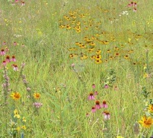 Quail and Pheasant Habitat Mix (Mix 141), Seed Packet, True Native Seed (Northeastern US)