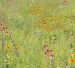 Quail and Pheasant Habitat Mix (Mix 141), Seed Packet, True Native Seed (Northeastern US)