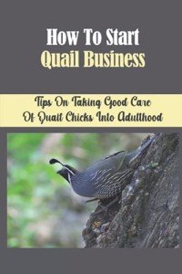 How To Start Quail Business: Tips On Taking Good Care Of Quail Chicks Into Adulthood: How To Raise Healthy Quails