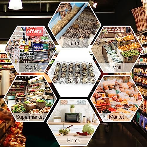 50 Pack Clear Plastic Egg Cartons for Quail