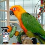 PetSilver Wound Spray Chicken & Bird Formula with Patented Chelated Silver, Healing Aid for Pecking Sores, Bumble Foot, Cuts, Wounds, Burns, and Skin Irritations, Chicken Care, Made in USA, 12 fl. oz.