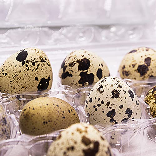 24-Grid Clear Quail Egg Cartons - 100 PCS