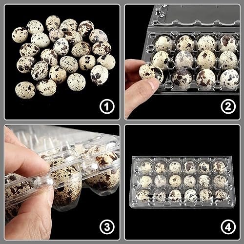 100 Clear Plastic Quail Egg Cartons - 18 Grids