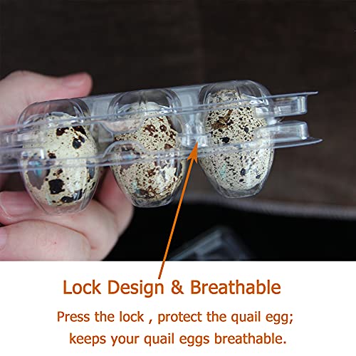 Quail Egg Cartons, 100-Pack Plastic Holder