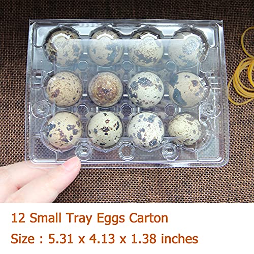 Quail Egg Cartons, 100-Pack Plastic Holder