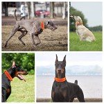 Yunleparks Tactical Dog Collar Heavy Duty Dog Collar with Metal Buckle and Control Handle for Medium Large Dogs Training (Orange, Medium (Pack of 1))