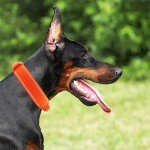 Yunleparks Tactical Dog Collar Heavy Duty Dog Collar with Metal Buckle and Control Handle for Medium Large Dogs Training (Orange, Medium (Pack of 1))