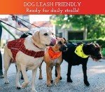 SPOT THE DOG! Reflective Dog Collar - Adjustable Pet Collars, Safe, Durable, Comfortable Dog Walking Accessories for Medium Dog, Hunting Dog, Puppy, Lightweight Boy, Girl Dog Collars (Blaze Orange, M)