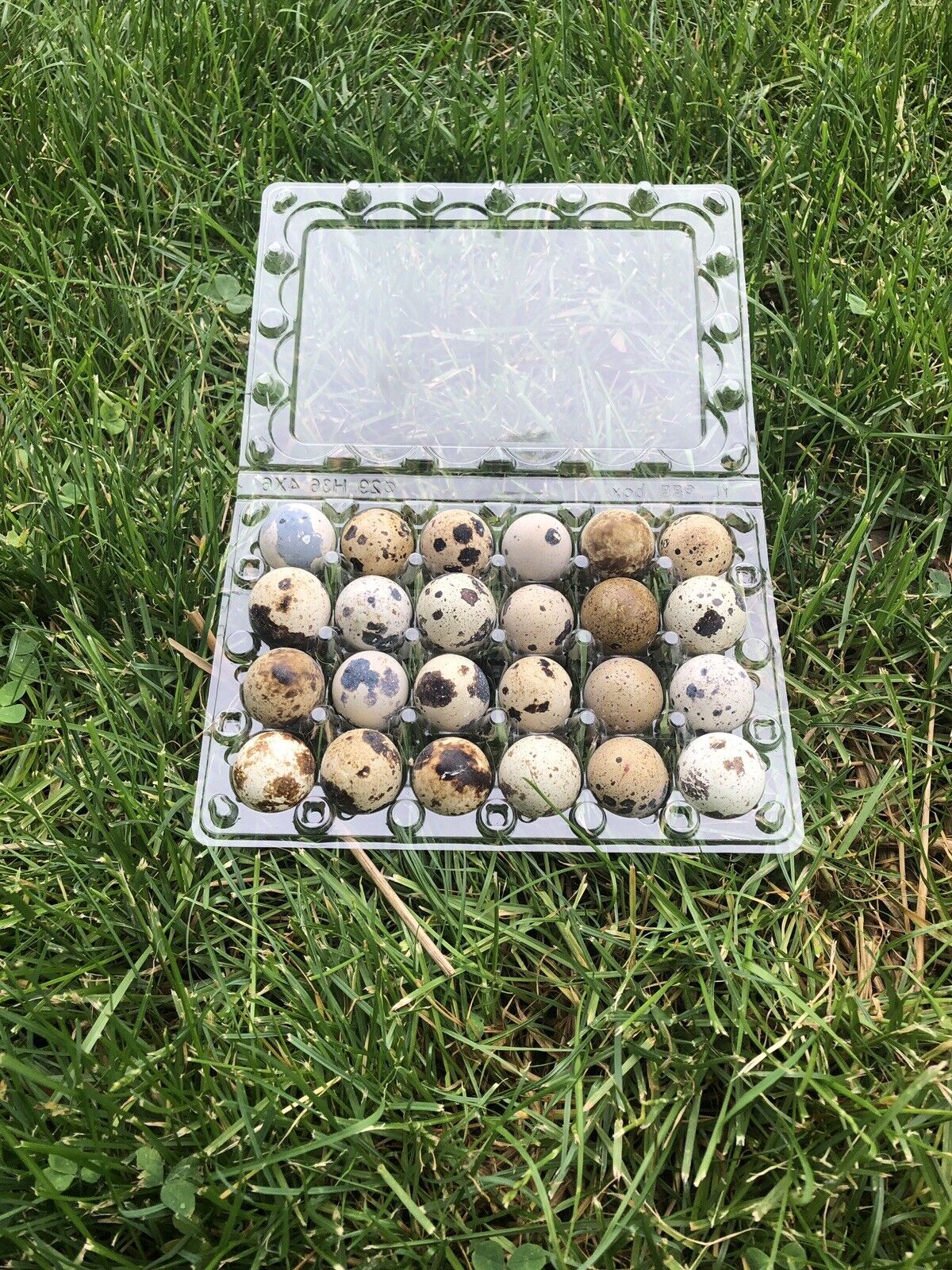 Jumbo Quail Egg Cartons - 100 Pack, 24 Ct