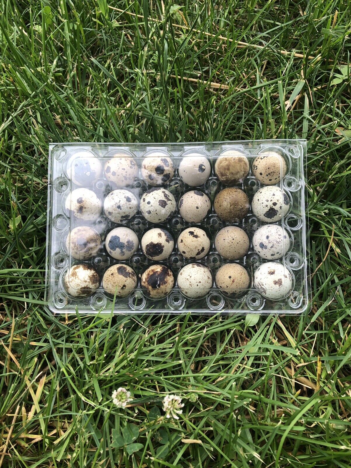 Jumbo Quail Egg Cartons - 100 Pack, 24 Ct