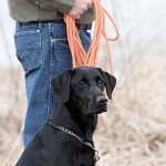 SportDOG Brand Orange Check Cord - 30 Feet Long - Strong but Lightweight Training Tool - Highly Visible and Floats