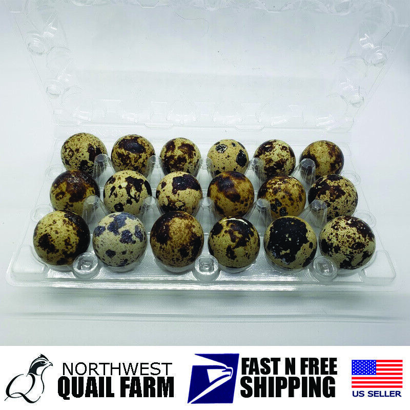 Jumbo Quail Egg Cartons 18 Cell - 100 Pack