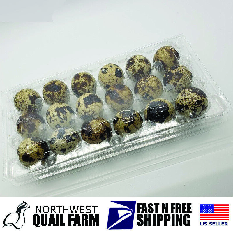 Jumbo Quail Egg Cartons 18 Cell - 100 Pack