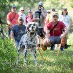 DogBone RigidBuilt Tracking Leash & Check Cord (30ft) | Long Dog Leash 30 Feet | Hunting Dog Accessories | Long Leash for Dogs | Waterproof Dog Leash | Heavy Duty Dog Leash