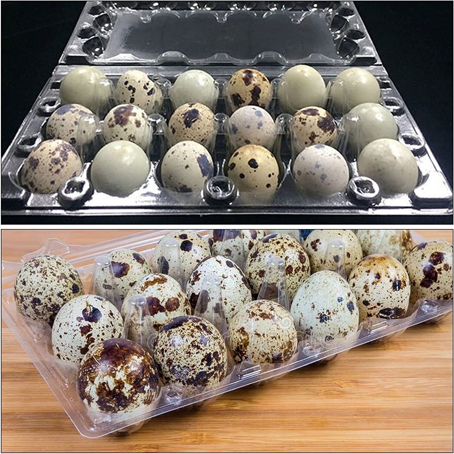 50 Pack Jumbo Egg Cartons for Quail Eggs