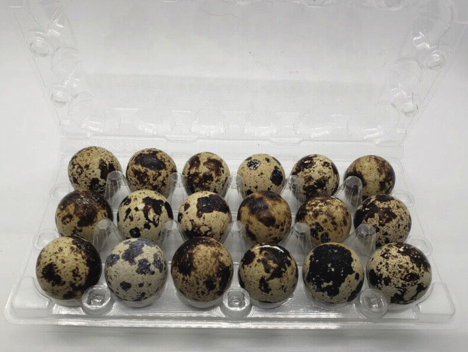 50 Pack Jumbo Egg Cartons for Quail Eggs