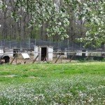 Poultry Netting 1" or 2" Mesh Heavy Knotted Nets Aviary Gamefowl Quail Chicken Bird Block Net Long Lasting Break/Burst 85/245 lb Polyethylene 8-10 Year Lifespan (25' X 50', 2)