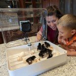 IncuView™ All-in-One Automatic Egg Incubator and Brooding Ultimate Combo Kit