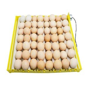 Morishima Automatic Multifunction Incubator Egg Tray Turning Hatcher for Chickens/Ducks/Birds/Poultry（9 Tubes）
