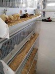Brooder GQF Battery Brooder Deck Game Bird Poultry 5 Box Brooder 0540 Poultry