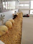 Brooder GQF 0534 Universal Heated Box Brooder Chicks Chickens - Made in the USA!