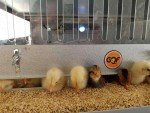 Brooder GQF 0534 Universal Heated Box Brooder Chicks Chickens - Made in the USA!