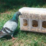 Quail Feeder Quail Cage Feeder Pigeon Feeder Bird Cage Feeder Pigeon Supply