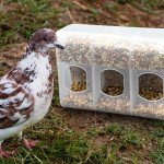 Quail Feeder Quail Cage Feeder Pigeon Feeder Bird Cage Feeder Pigeon Supply