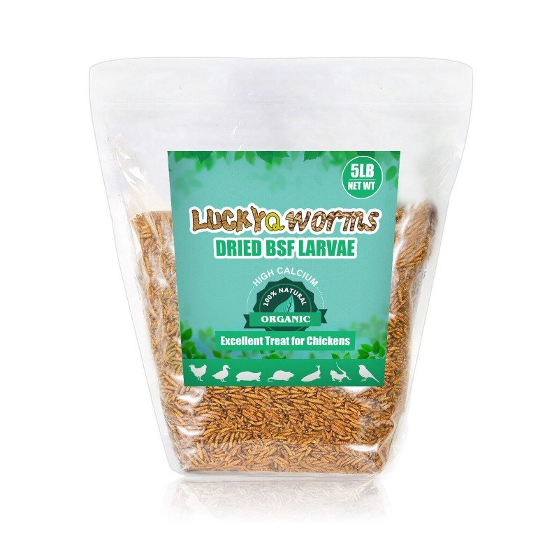 Black Soldier Fly Larvae & Mealworms