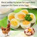 hatortpet Dried Black Soldier Fly Larvae 10LB-Pure Natural Non-GMO BSF Larvae for Chickens-More Calcium Than Mealworms High-Protein Chickens Treats for Layer Hens Wild Birds Ducks