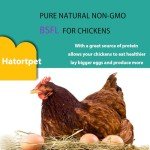 hatortpet Dried Black Soldier Fly Larvae 10LB-Pure Natural Non-GMO BSF Larvae for Chickens-More Calcium Than Mealworms High-Protein Chickens Treats for Layer Hens Wild Birds Ducks